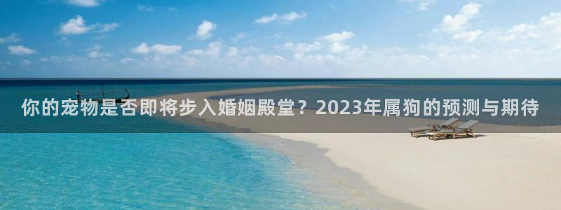 BB贝博艾弗森4平台：你的宠物是否即将步入婚姻殿堂？2023年属狗的预测与期待